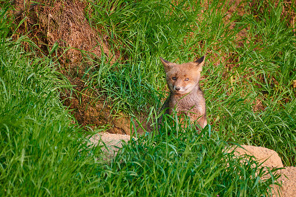 red fox (Vulpes vulpes), Fox puppy in front of den