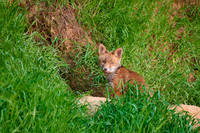 red fox (Vulpes vulpes), Fox puppy in front of den