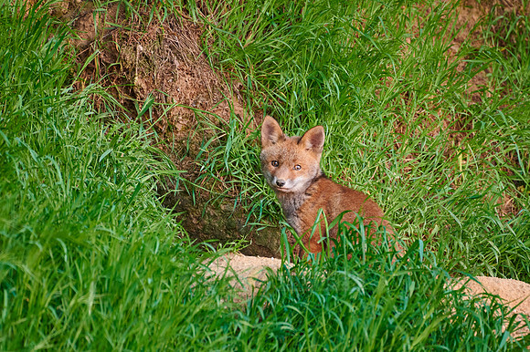 red fox (Vulpes vulpes), Fox puppy in front of den
