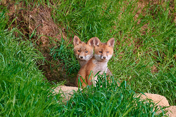 red fox (Vulpes vulpes), two fox pups in front of their den