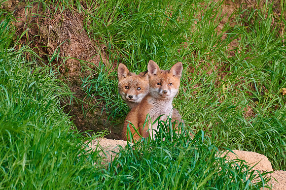 red fox (Vulpes vulpes), two fox pups in front of their den