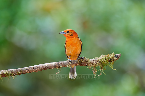 male Flame-colored Tanager (Piranga bidentata)