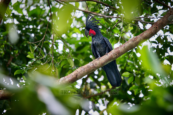 palm cockatoo (Probosciger aterrimus), also known as the goliath cockatoo or great black cockatoo