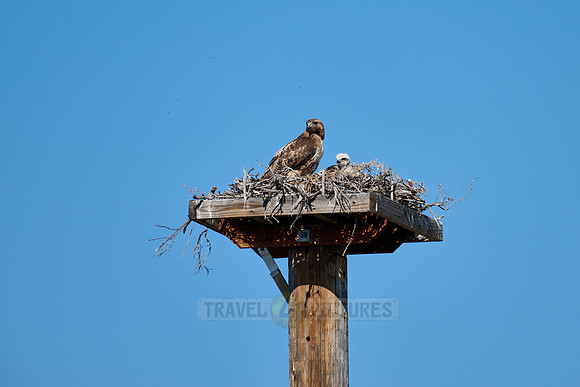 red-tailed hawk (Buteo jamaicensis)
