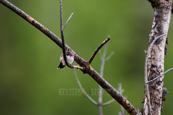 broad-tailed hummingbird (Selasphorus platycercus)