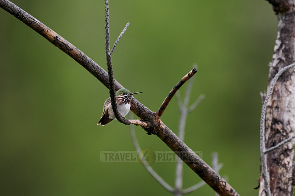 broad-tailed hummingbird (Selasphorus platycercus)