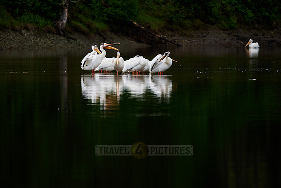 group of American white pelican, Pelecanus erythrorhynchos in Snake River, Grand Teton National Park