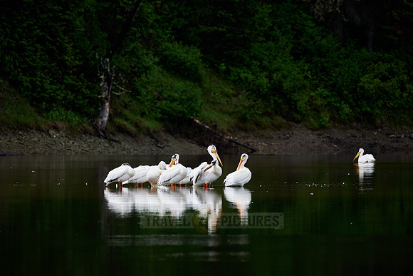 group of American white pelican, Pelecanus erythrorhynchos in Snake River, Grand Teton National Park