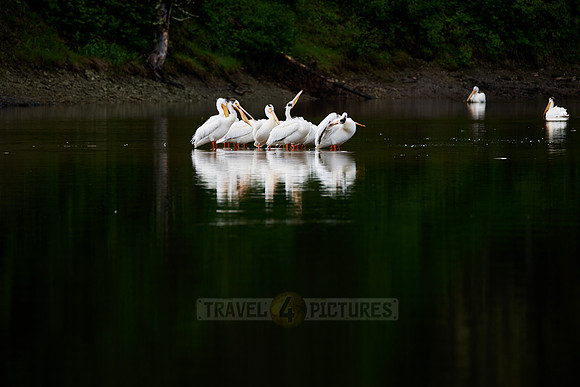 group of American white pelican, Pelecanus erythrorhynchos in Snake River, Grand Teton National Park