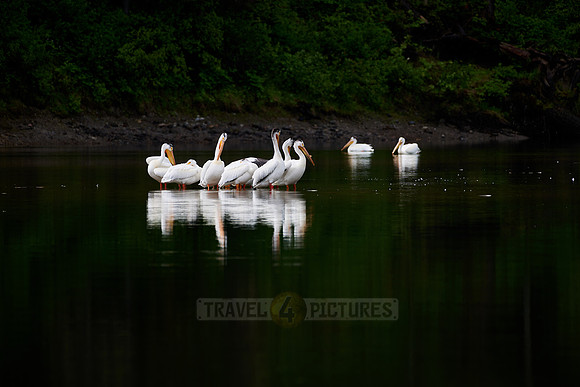 group of American white pelican, Pelecanus erythrorhynchos in Snake River, Grand Teton National Park