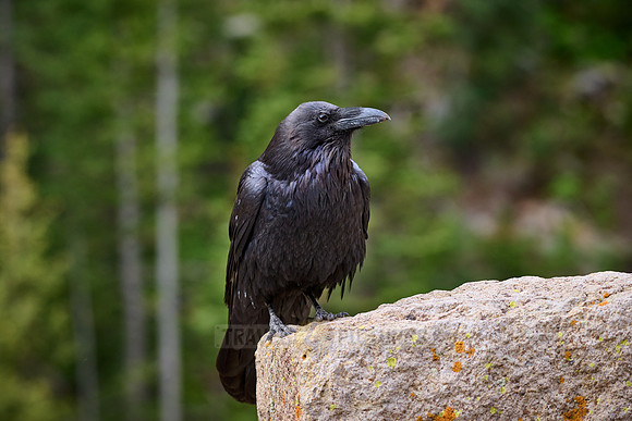Common Raven (Corvus corax), Yellowstone National Park