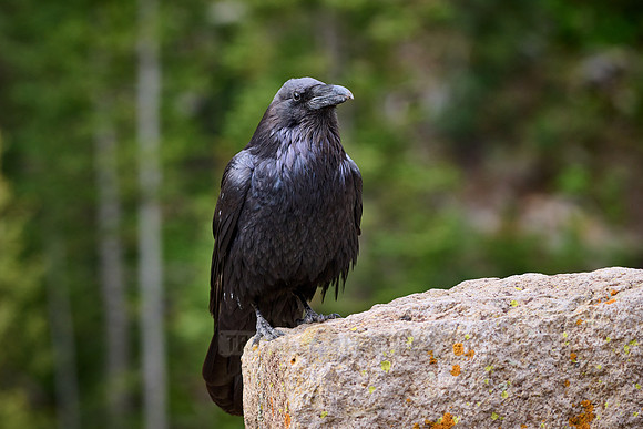 Common Raven (Corvus corax), Yellowstone National Park