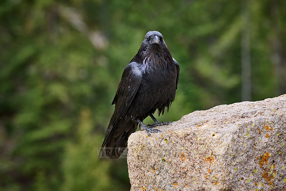 Common Raven (Corvus corax), Yellowstone National Park