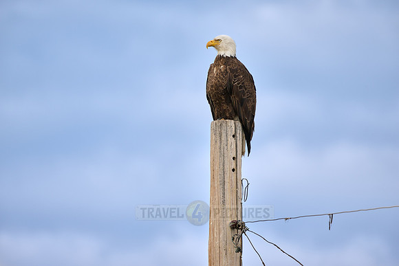 bald eagle (Haliaeetus leucocephalus) on a pole