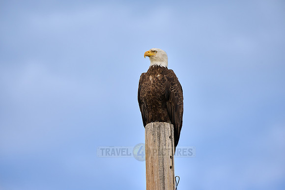 bald eagle (Haliaeetus leucocephalus) on a pole