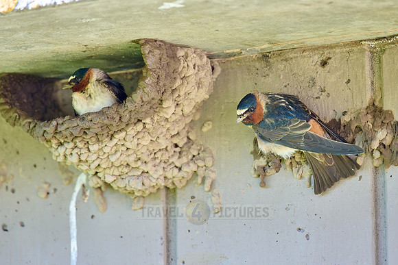 cliff swallow or American cliff swallows (Petrochelidon pyrrhonota) building nest
