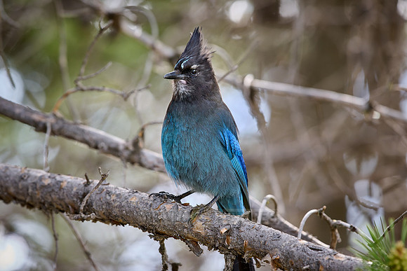 Steller's Jay (Cyanocitta stelleri)