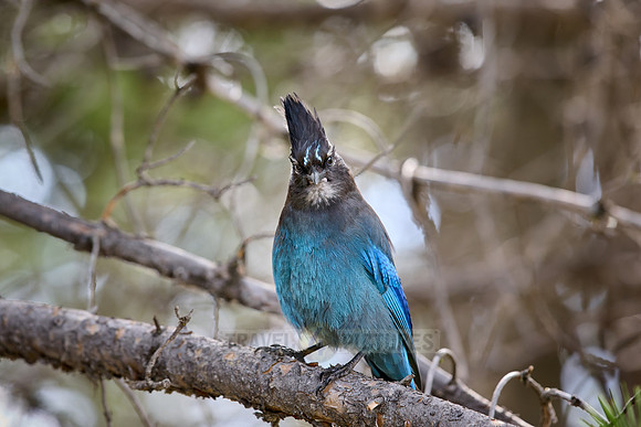 Steller's Jay (Cyanocitta stelleri)