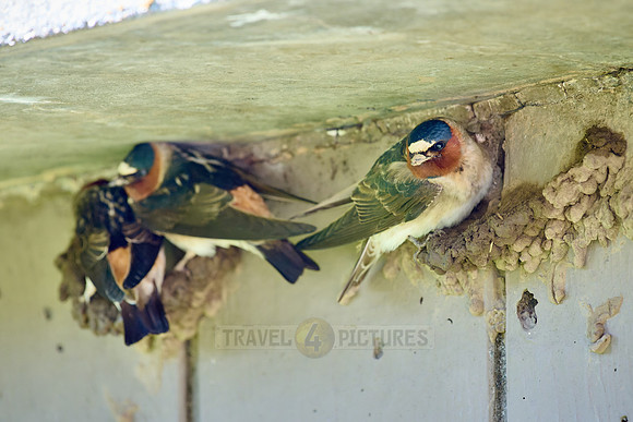 cliff swallow or American cliff swallows (Petrochelidon pyrrhonota) building nest