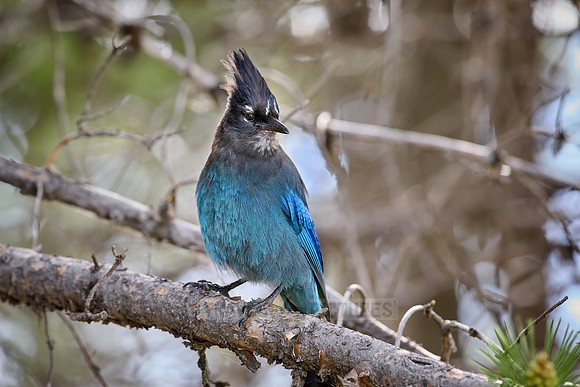 Steller's Jay (Cyanocitta stelleri)