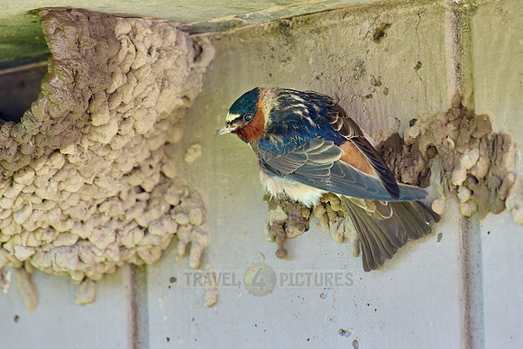 cliff swallow or American cliff swallows (Petrochelidon pyrrhonota) building nest
