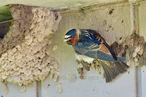 cliff swallow or American cliff swallows (Petrochelidon pyrrhonota) building nest
