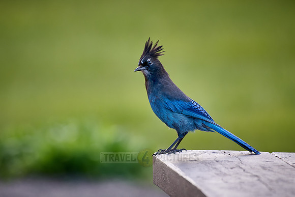 Steller's Jay (Cyanocitta stelleri)