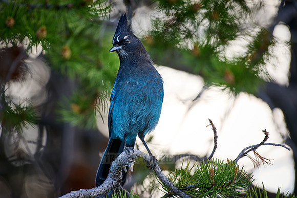 Steller's Jay (Cyanocitta stelleri)