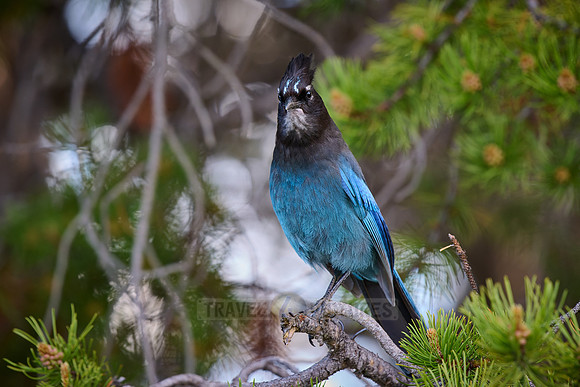 Steller's Jay (Cyanocitta stelleri)
