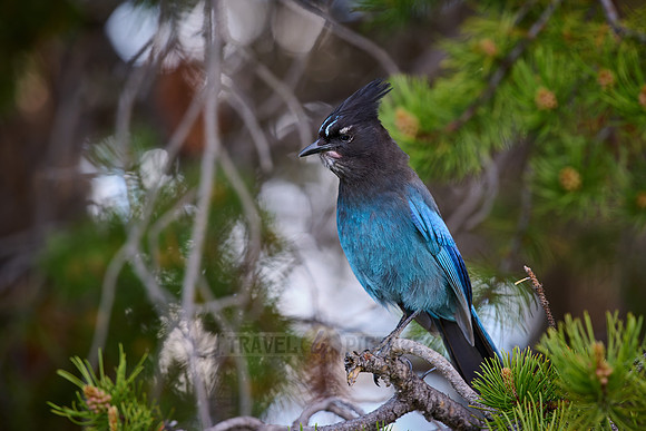 Steller's Jay (Cyanocitta stelleri)
