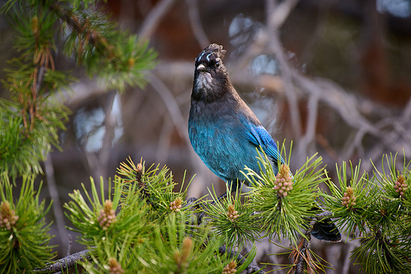 Steller's Jay (Cyanocitta stelleri)