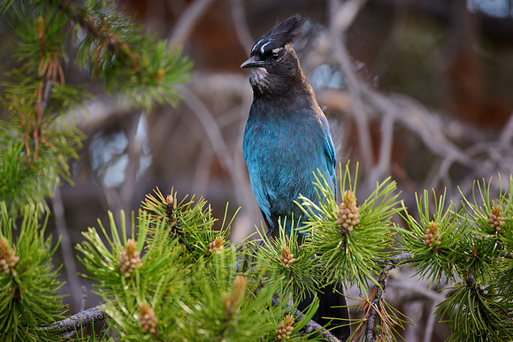 Steller's Jay (Cyanocitta stelleri)