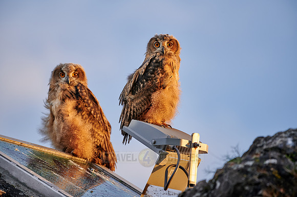 two young Eurasian eagle-owl in urban surroundings
