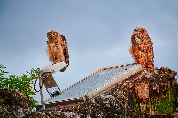 two young Eurasian eagle-owl in urban surroundings