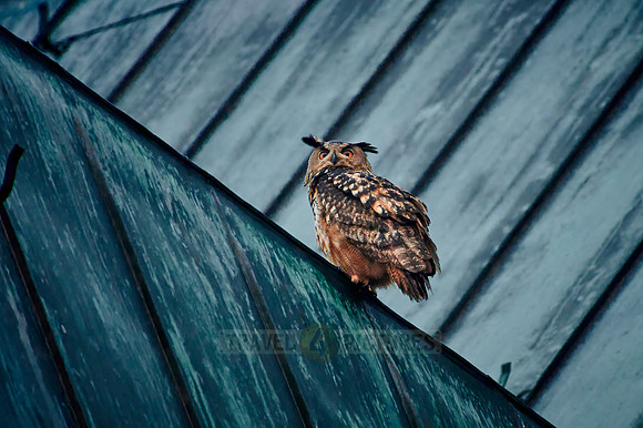 Eurasian eagle-owl (Bubo bubo) sitting on the roof of a church