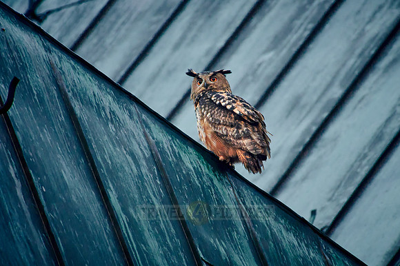 Eurasian eagle-owl (Bubo bubo) sitting on the roof of a church