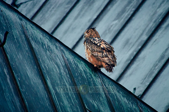 Eurasian eagle-owl (Bubo bubo) sitting on the roof of a church