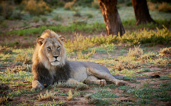 male lion (Panthera leo)