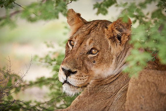 Loewin (Panthera Leo) |female lion (Panthera leo)|
