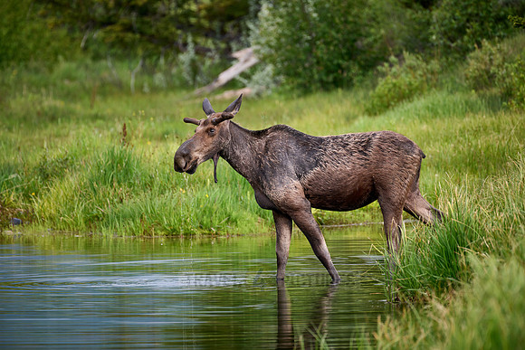 Moose (Alces alces)