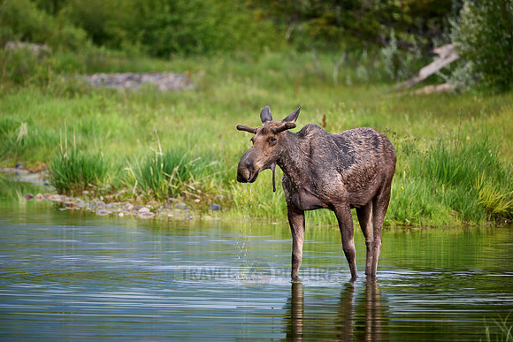 Moose (Alces alces)