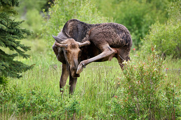 Moose (Alces alces)