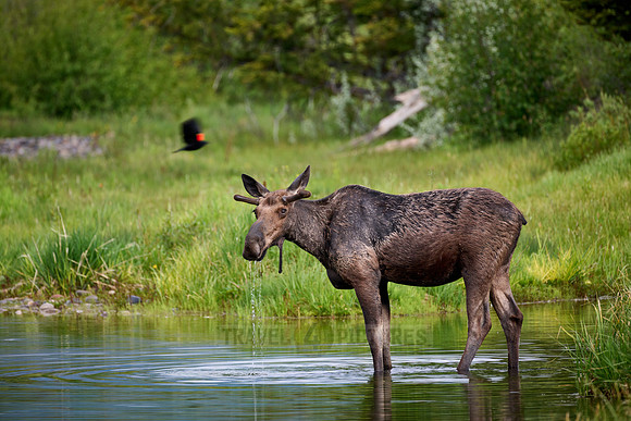 Moose (Alces alces)