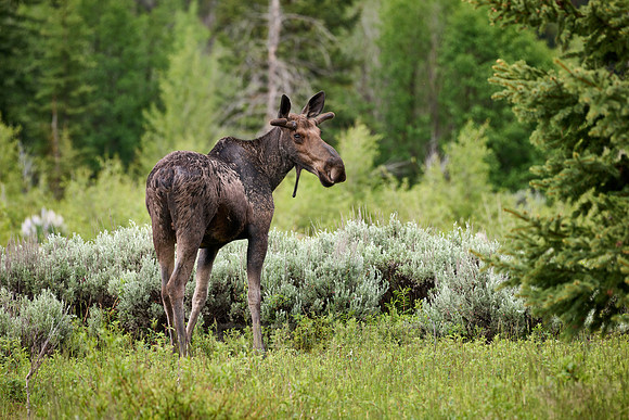 Moose (Alces alces)