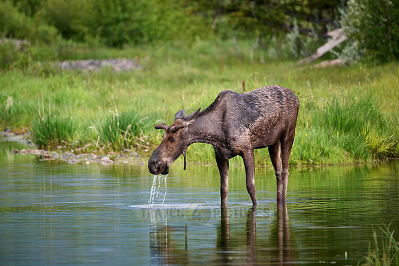 Moose (Alces alces)