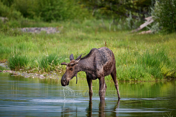 Moose (Alces alces)