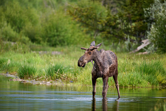 Moose (Alces alces)