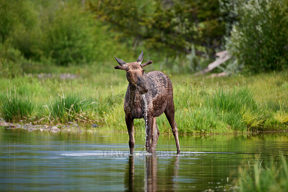 Moose (Alces alces)