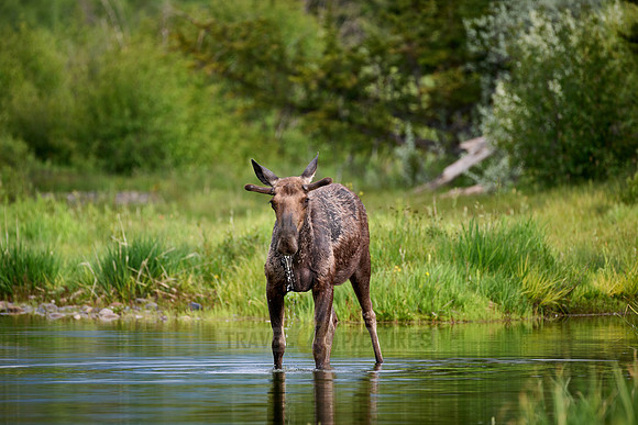 Moose (Alces alces)