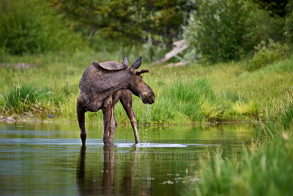 Moose (Alces alces)